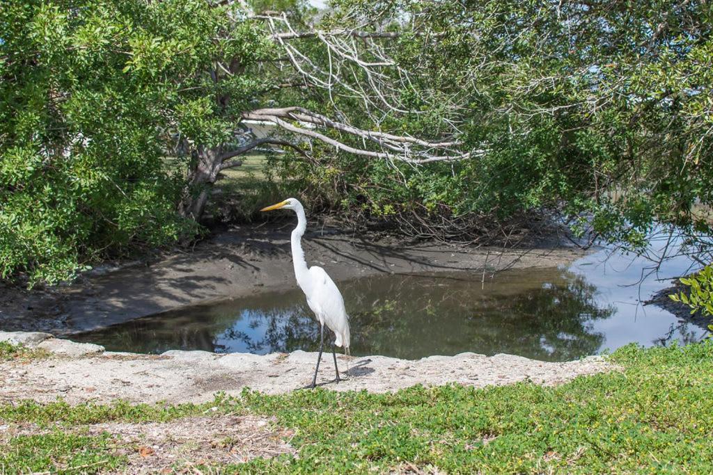 Marsh Front Birders Paradise Close To Beaches And Downtown Vila St. Augustine Exterior foto